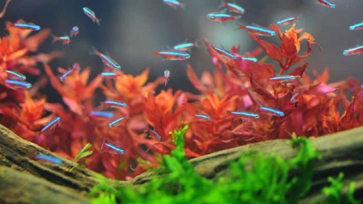 Ikan Hias Mudah Dipelihara Untuk Aquarium Kecil Notordinaryblogger