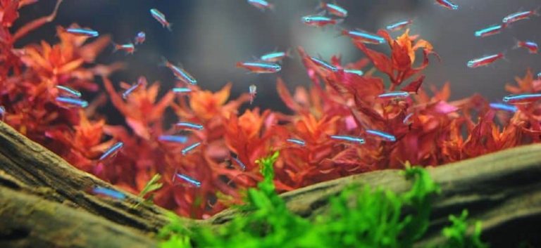 ikan hias air tawar mudah dipelihara untuk aquarium kecil