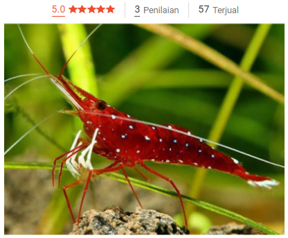 Udang Kecil Air Tawar