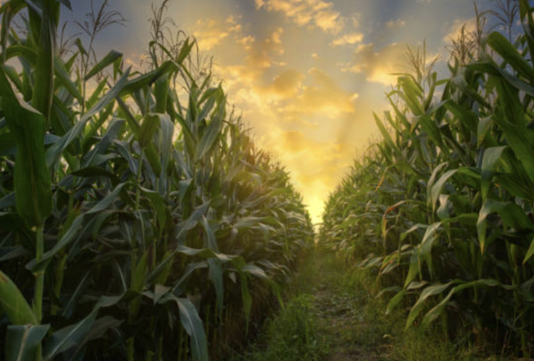 Perkiraan Hasil Panen Jagung Per Hektar