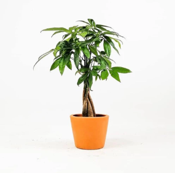 tanaman dekorasi ideal untuk indoor