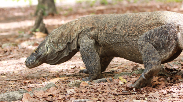 home of the komodo dragon