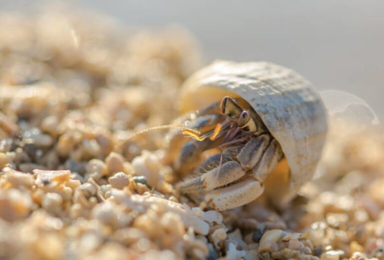 Apa Makanan Kelomang