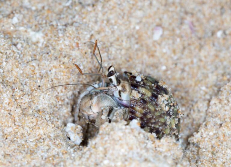 Apakah Kelomang Bisa Hidup Tanpa Pasir