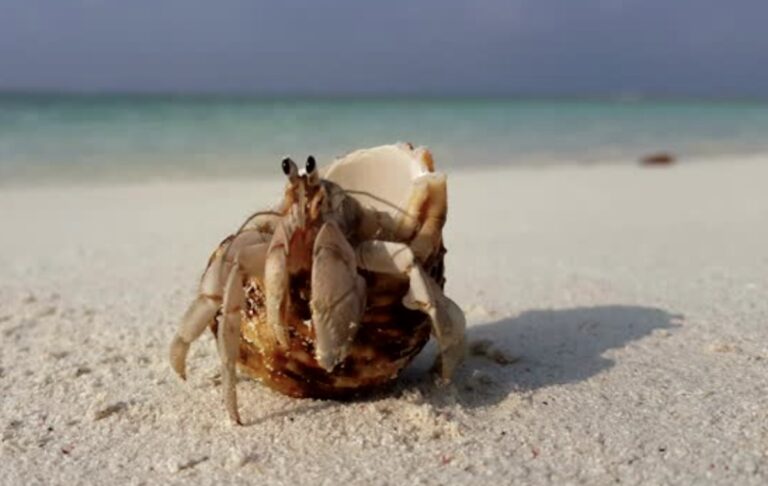 Ciri-ciri Kelomang yang Akan Mati dan Cara Mencegahnya