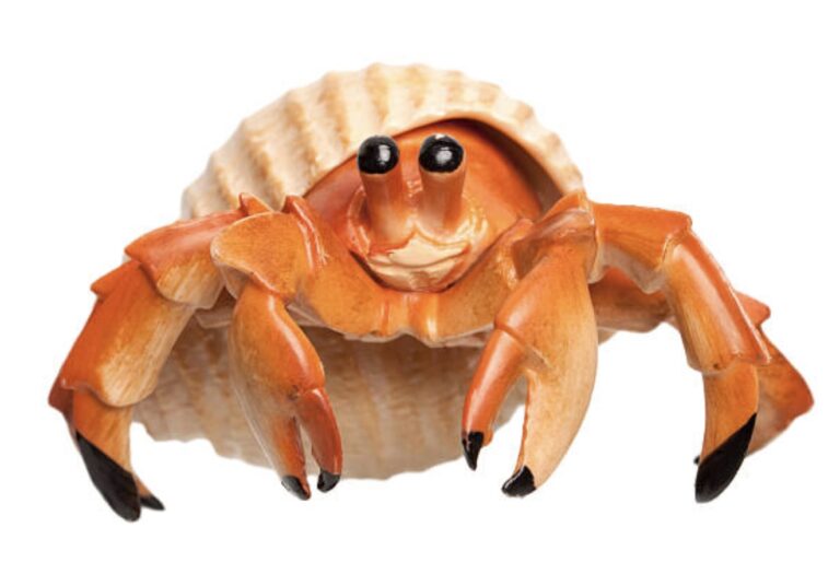 Cara Bedakan Kelomang Jantan dan Betina