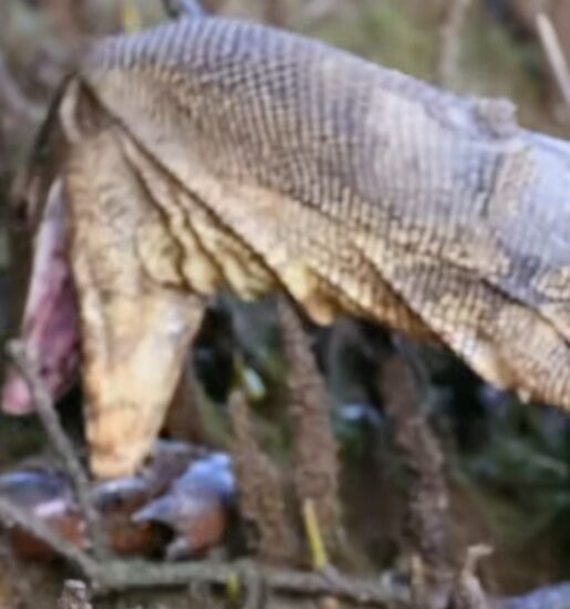 Giant Monitor Lizard Crabs Sungei Buloh