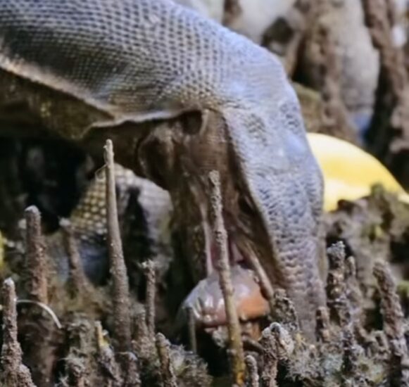 Giant Monitor Lizard Crabs Sungei Buloh