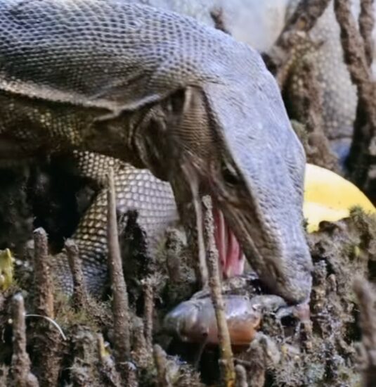 Giant Monitor Lizard Crabs Sungei Buloh