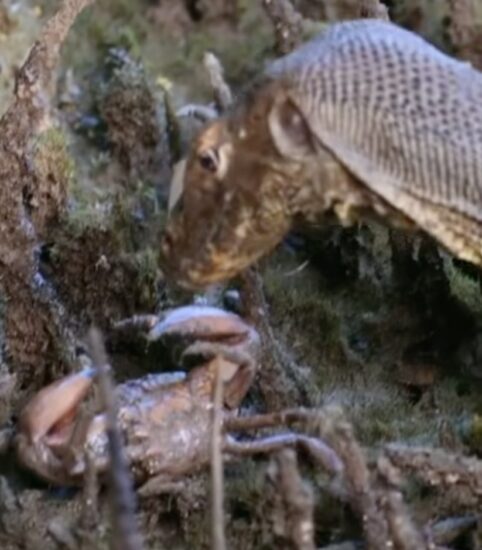 Giant Monitor Lizard Crabs Sungei Buloh