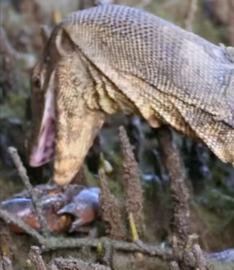 Giant Monitor Lizard Crabs Sungei Buloh