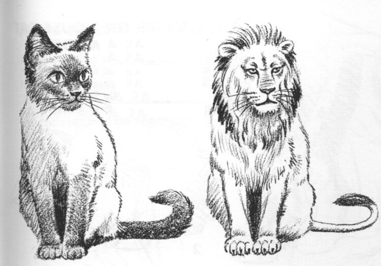 Cara Menggambar Hewan Yang Mudah - Singa