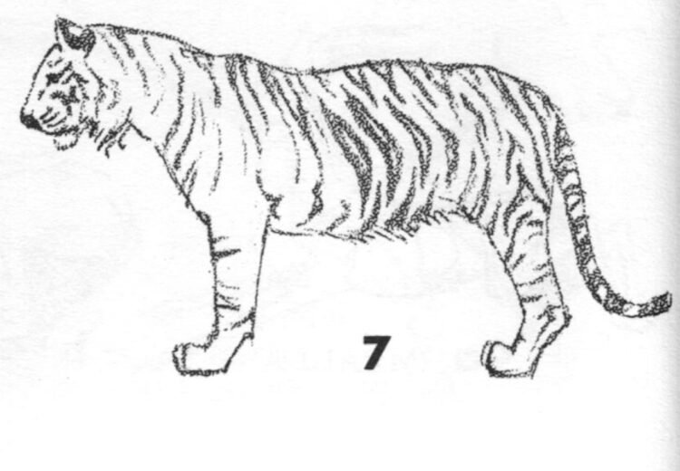 Cara Menggambar Hewan Yang Mudah - Harimau