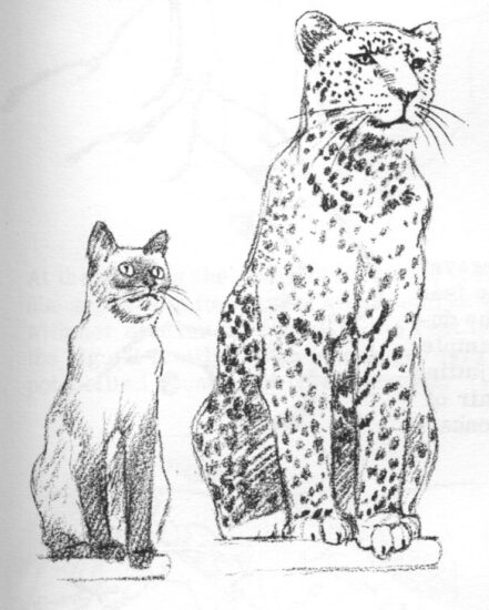 Cara Menggambar Hewan Yang Mudah - Singa