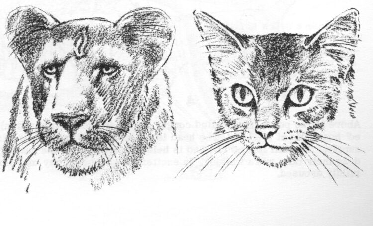 Cara Menggambar Hewan Yang Mudah - Singa