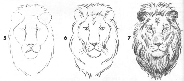 Cara Menggambar Hewan Yang Mudah - Singa 5