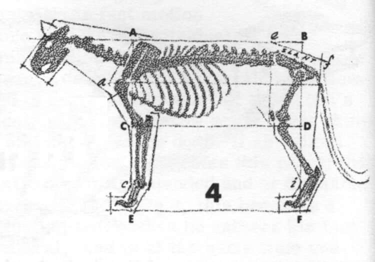 Cara Menggambar Hewan Yang Mudah - Singa