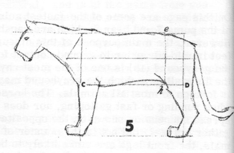 Cara Menggambar Hewan Yang Mudah - Singa