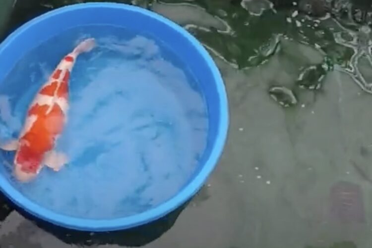 Ikan Koi Termahal di Dunia