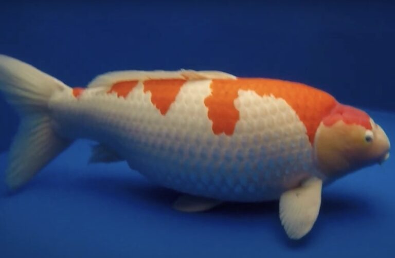 Ikan Koi Termahal di Dunia