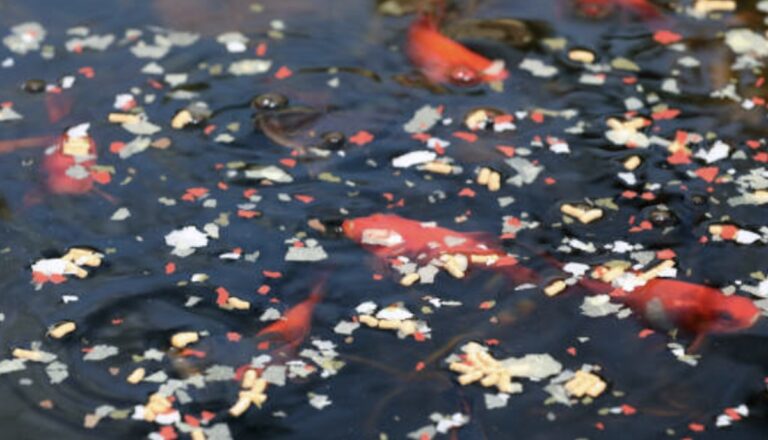 Pakan yang Baik untuk Induk Ikan Koi Mengandung Protein Sebesar Berapa