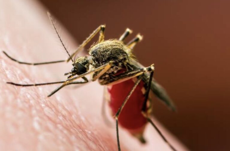 Upaya Efektif untuk Mengendalikan Nyamuk di Lingkungan Kita