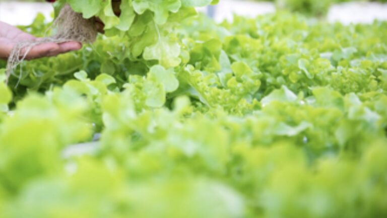 Agribisnis Belajar Apa