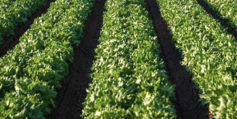 Agroteknologi Belajar Apa