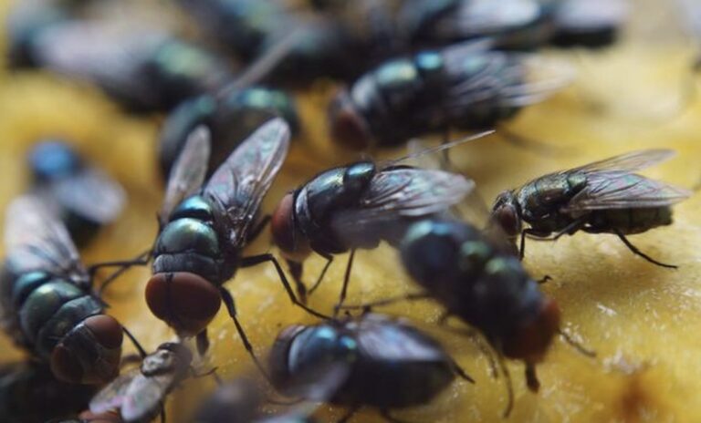 Cara Mengusir Lalat Secara Alami