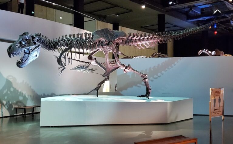 Exploring the Houston Museum of Natural Science