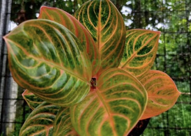 Aglonema Rinjani