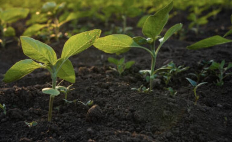 What is Sustainable Agriculture