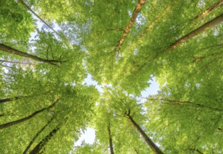 Which is a Sustainable Practice