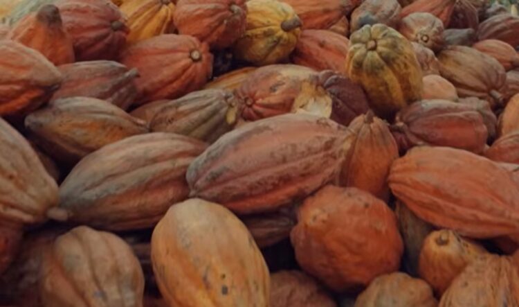 sustainable cacao farming