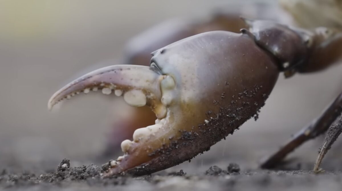 crab farming community-based business
