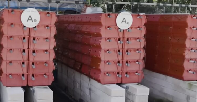 crab farming community-based business