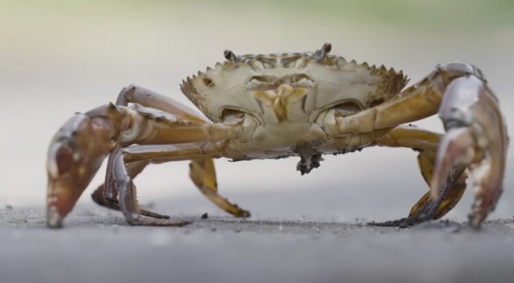 crab farming community-based business