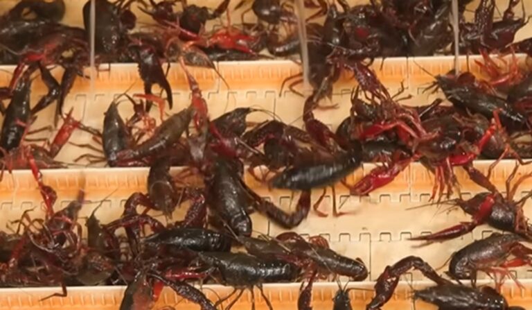 crawfish farming