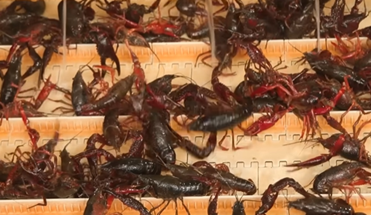 crawfish farming