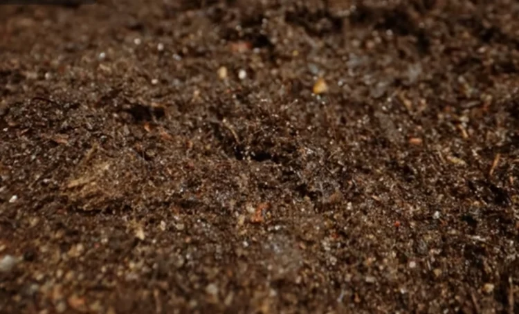 how to make soil more acidic