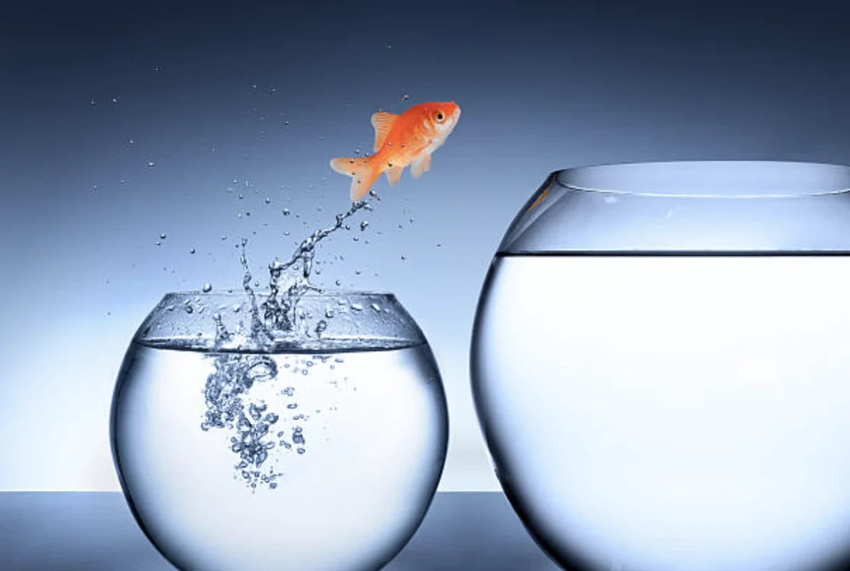 business scale-up