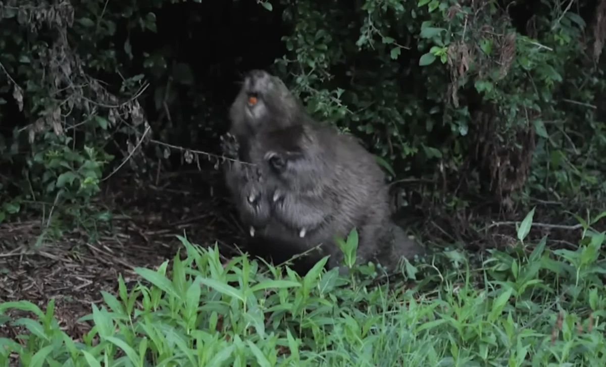 how beavers solve London flooding