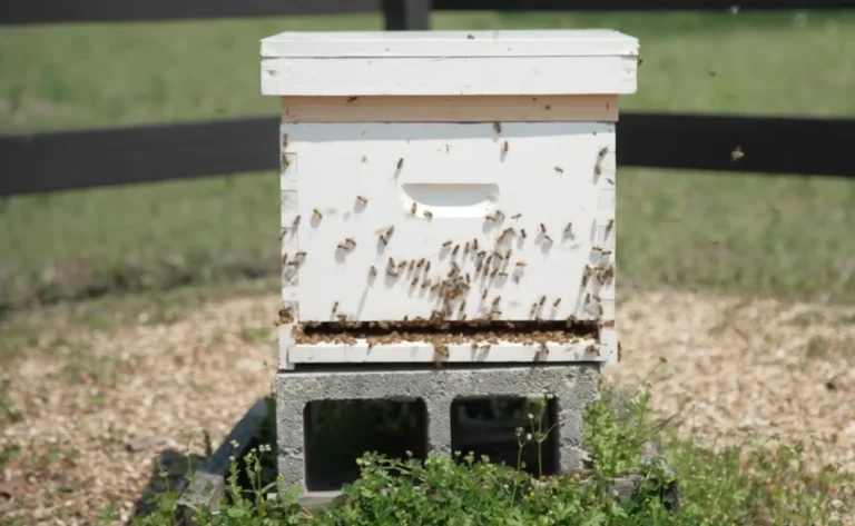 how to start a bee business