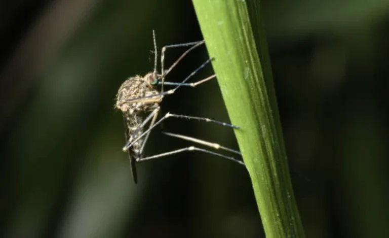 mosquitoes in California Florida travel