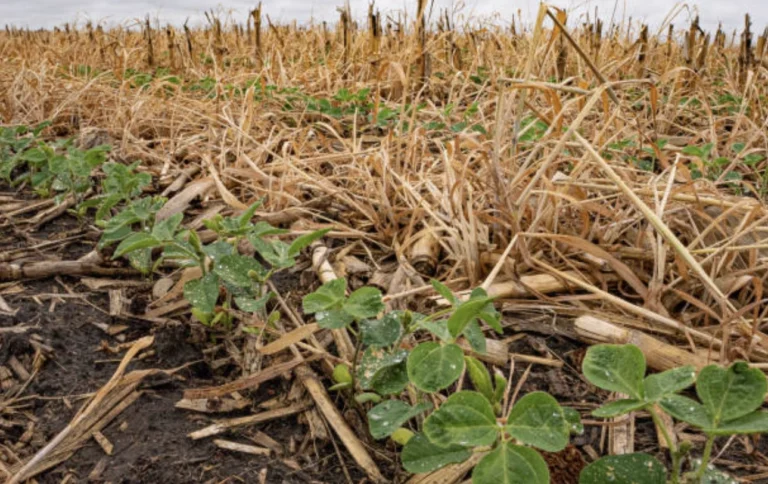 regenerative agriculture carbon credits