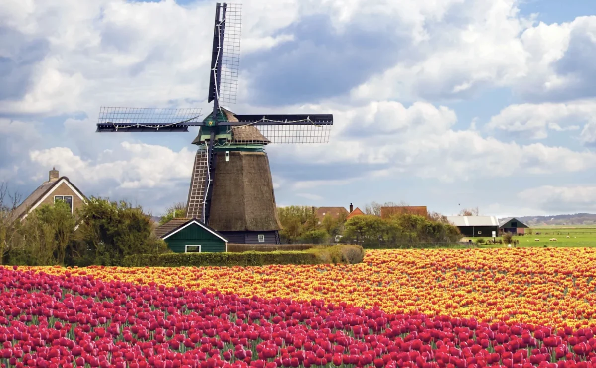 Netherlands tulip trip guide