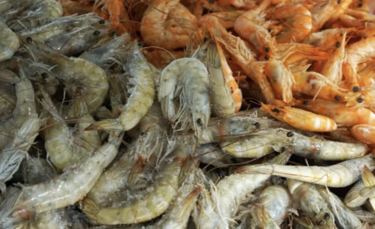 shrimp tariffs India United States