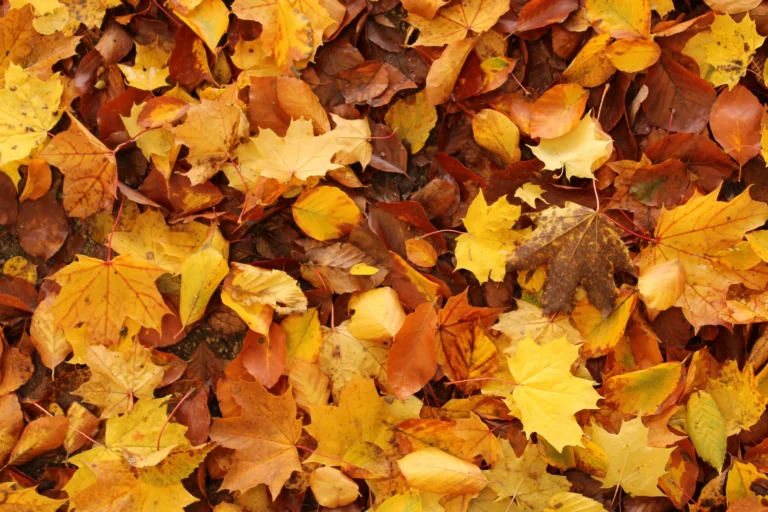 A carpet of colorful fallen autumn leaves left on the ground in a garden bed