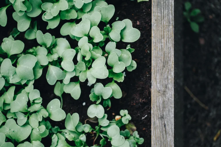 Fresh vegetable seedlings ready for fall garden planting