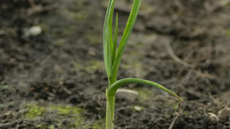 Young garlic shoots growing in garden soil